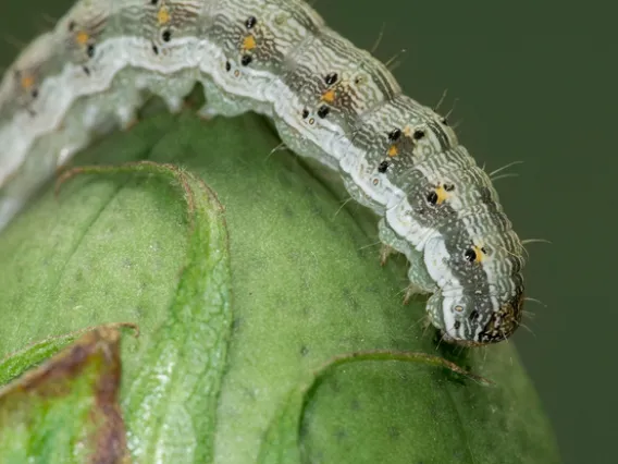 A caterpillar of the cotton bollworm (Helicoverpa armigera) readies to devour a boll of cotton. (Photo: Wenxue Pan/Nanjing University)